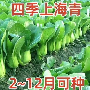 夏季抗热上海青青菜种子籽青梗菜正宗矮脚油菜耐热耐高温蔬菜种子