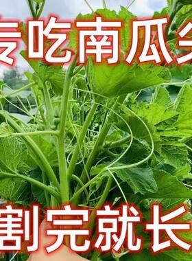 精选南瓜尖种子高产专吃茎叶南瓜尖种籽庭院阳台盆栽田园蔬菜种子