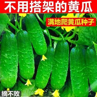 满地爬水果黄瓜种子不搭架四季庭院阳台盆栽黄瓜籽种蔬菜种籽