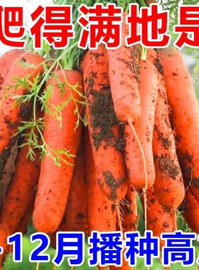 胡萝卜蔬菜种子四季阳台