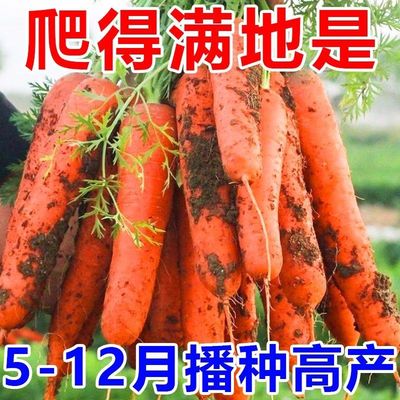 胡萝卜蔬菜种子四季阳台