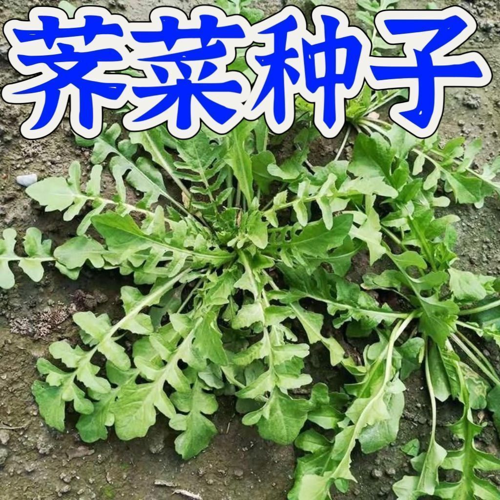 【今年新种】荠菜种子野生荠荠菜大叶季莱野荠菜阳台盆栽蔬菜种籽