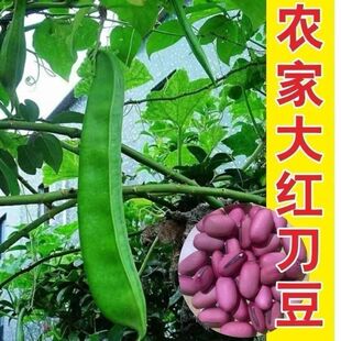 刀豆种子大红刀豆巨型大豆角种籽巴西刀豆四季爬藤蔬菜菜豆角种子