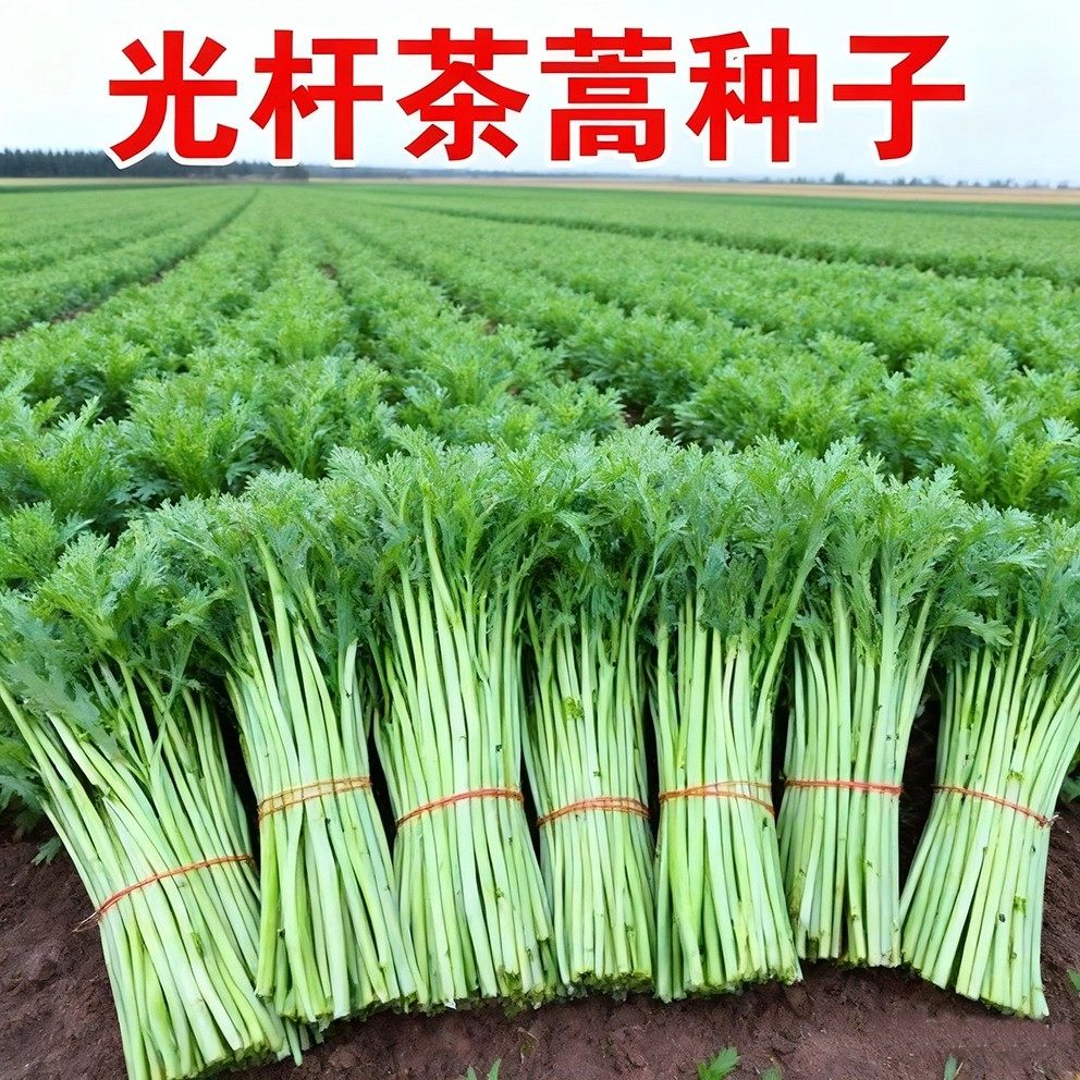 小叶茼蒿种子皇帝菜种籽光杆蒿子秆四季播阳台盆栽庭院蔬菜种子