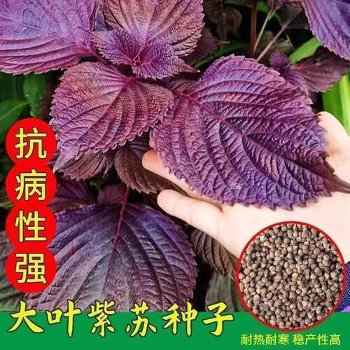 可食用双面大叶紫苏种子籽苏子叶紫苏子耐寒四季阳台庭院蔬菜种子