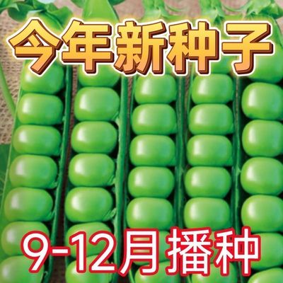 水果型甜豌豆种子脆可生吃菜豌豆大荚青豆甜豌豆尖四季播蔬菜种子