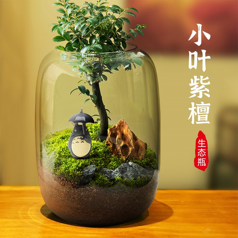 小叶紫檀植物桌面苔藓微景观盆景鲜活绿植盆栽生态造景懒人好养活