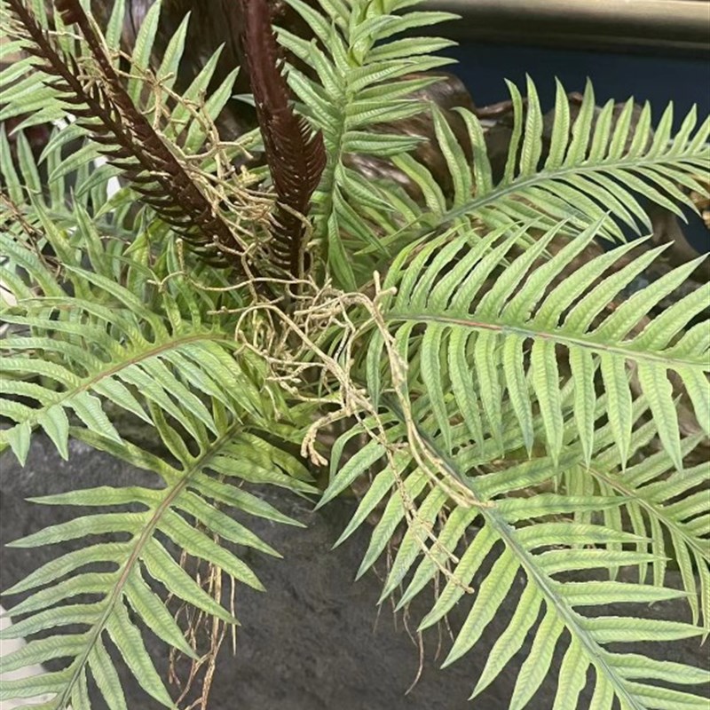 高品质手感大蕨叶蕨草蕨类植物造景绿植壁挂墙面垂吊假草插花设计