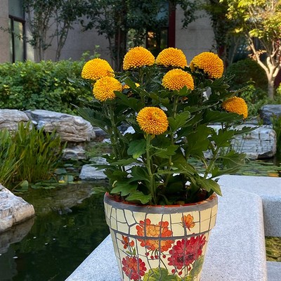 特色陶瓷马赛克鲜绿植兰菊盆