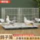 鸽笼家用养殖繁殖鸽子笼配对笼带隔断大号白羽赛鸽笼肉鸽信鸽鸡笼