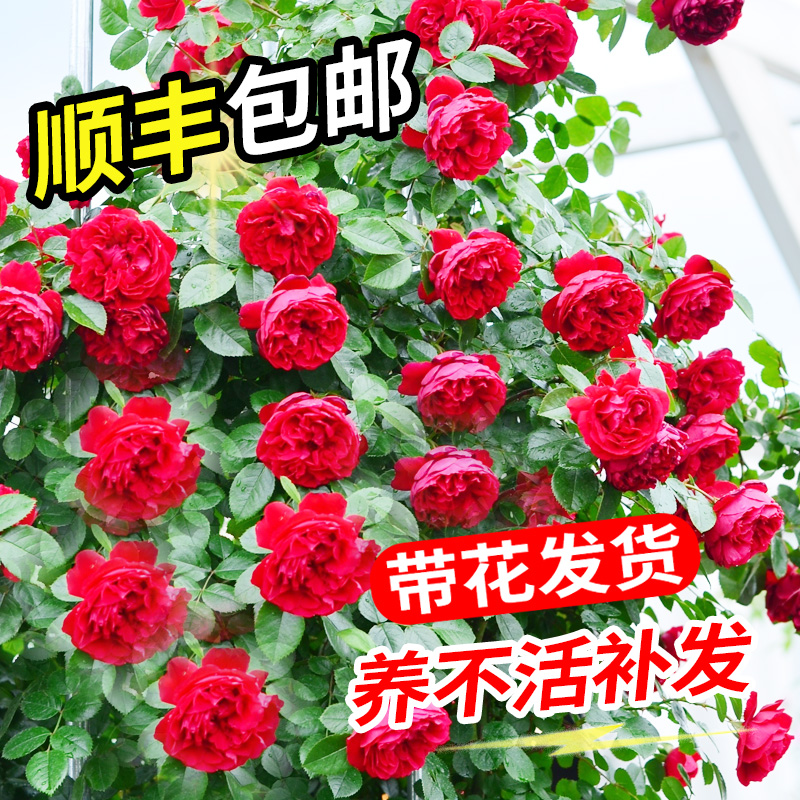 佛罗伦蒂娜爬藤月季花苗特大弗洛伦萨花卉盆栽藤本蔷薇植物四季开
