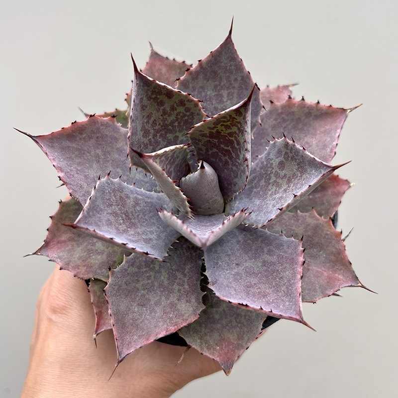 植物员外 血雷一物一拍 血雨雷神杂交龙舌兰阳台植物多肉组合盆栽