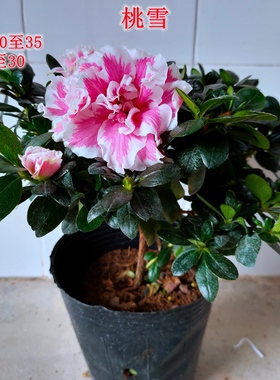 紫色杜鹃花苗绿色光辉盆栽水粉桃雪四季常开喷砂世纪曙光带花苞