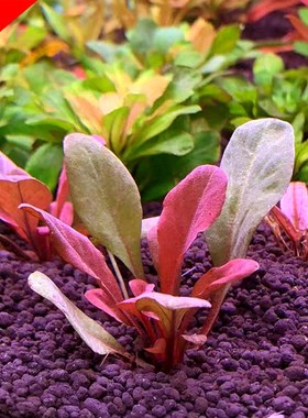 原生红色水草椒草极乐鸟红宝石水草草缸鱼缸造景装饰水草淡水植物