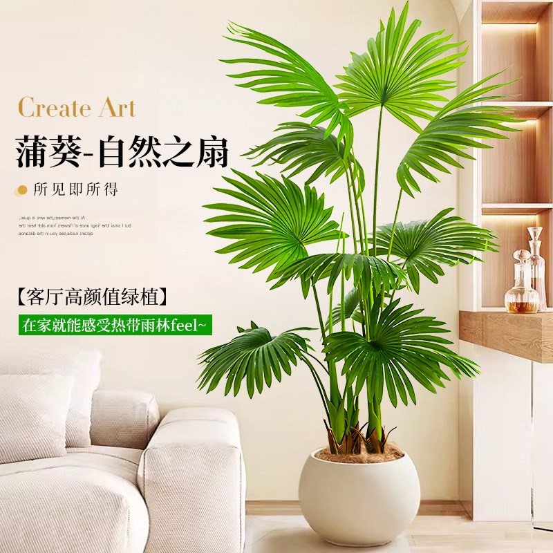 大叶蒲葵盆栽室内大型植物观叶棕榈树扇叶客厅大盆栽耐旱好养绿植