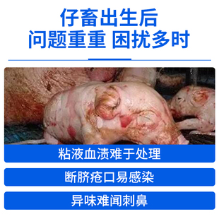 牧品 仔猪接生粉小猪崽爽身吸潮粉母猪保健密斯陀乳猪干燥消毒粉