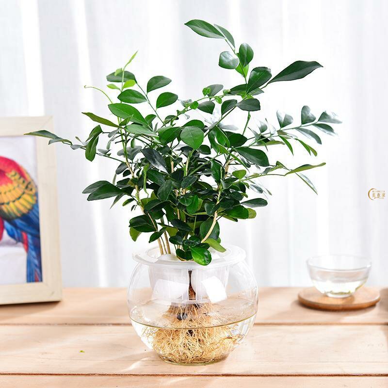 桌面无土纯水培植物发财树绿萝花吊兰栀子花文竹室内绿植花卉盆栽