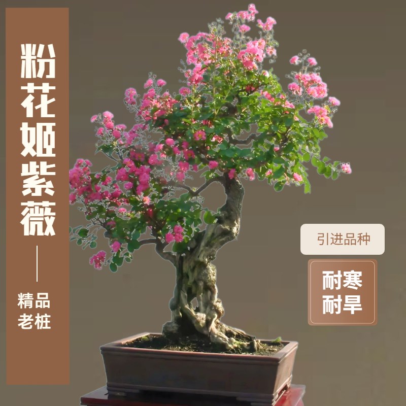 大红花金紫薇盆景老桩百日红姬紫薇盆景阳台好养植物庭院别墅盆栽