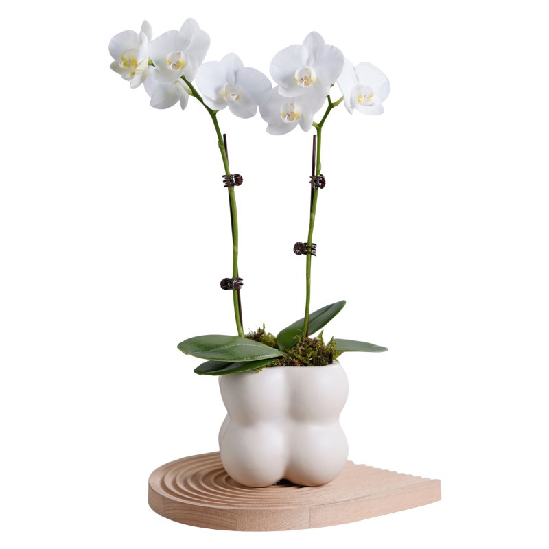 蝴蝶兰盆栽带花剑花苞建兰花客厅办公室内桌面小植物四季好养花卉