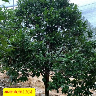 金花茶苗 防城金花茶树 金花茶盆栽树 金花茶树苗 开花树冻干花