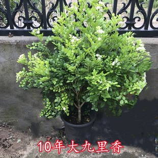 九里香盆栽七里香十里香盆景室内阳台办公室净化空气绿植驱蚊植物