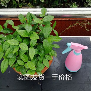 珠兰花 室内阳台客厅盆栽鱼子兰 金粟兰 珍珠兰清香兰花 带盆发货