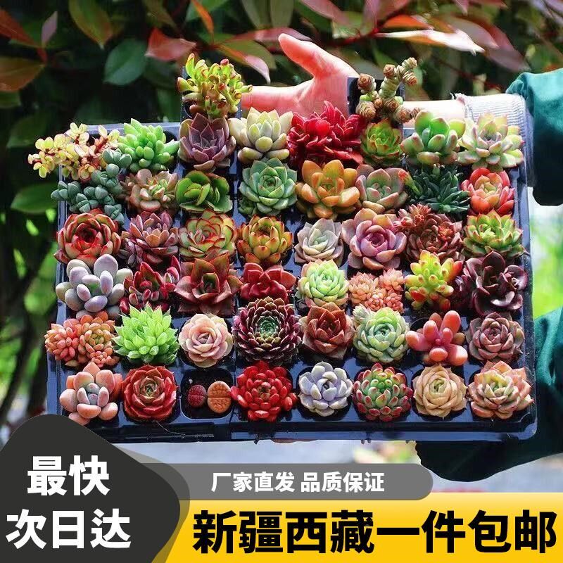 新疆西藏包邮多肉植物花卉 多肉花盆组合 盆栽植物室内新手套餐多
