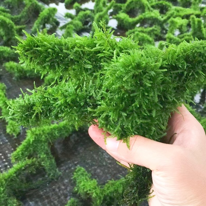莫斯沉木水草植物鱼缸造景装饰阴性水草真草新手水草水榕莫斯套餐