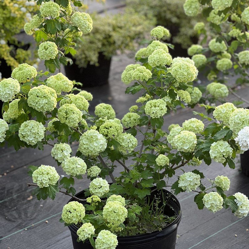 欧洲木绣球玫瑰阳台庭院楼顶栽种叶子和花都具有观赏价值特耐寒