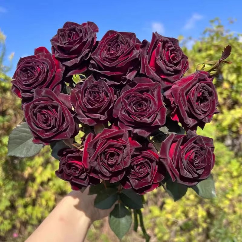 黑巴克玫瑰月季花大苗丝绒质感强暗红色四季开阳台庭院花卉绿植物