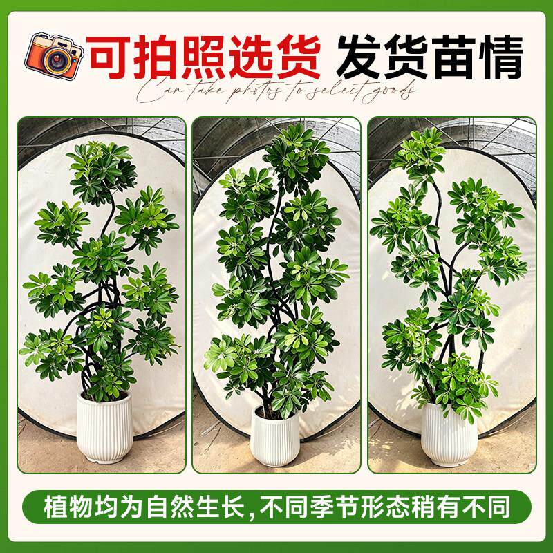 造型鸭木客脚黑带造型厅大盆栽高大端鸭掌鹅掌室内乔迁绿木植物型