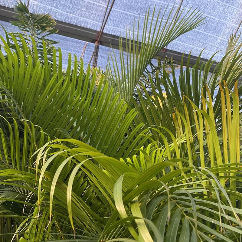 老桩散尾葵潘太太室内室外大型观赏植物盆栽祛除室内异味装饰室外
