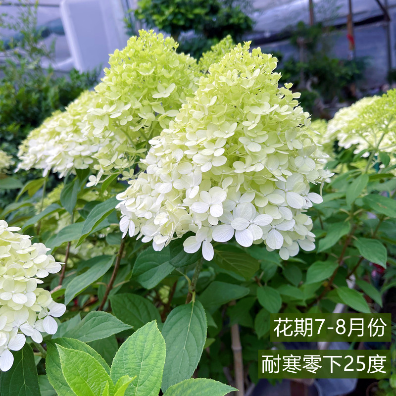 圆锥绣球木绣球花苗耐晒北极熊室内外耐寒香草草莓石灰灯花卉庭院