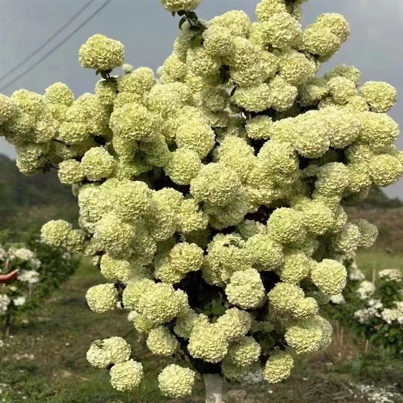 中华木绣球树苗大花斗球苗木本绣球树苗别墅庭院地栽盆栽绣球花苗