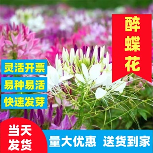 醉蝶花种子紫龙须凤蝶草蜘蛛花籽花坛室外阳台盆栽春季播简单易活