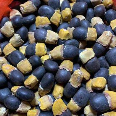 缅茄菩提子 未打孔雕刻原料新货蜡黄头 初步挑选无坏籽一斤包邮