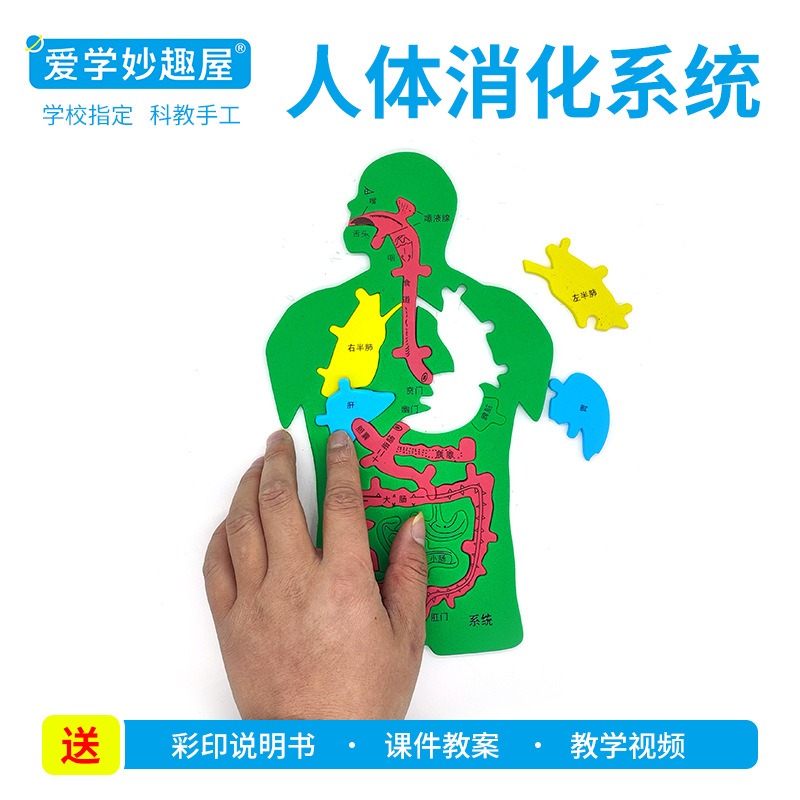儿童EVA人体消化系统内脏手工制作拼图科教玩具早教科学实验模型