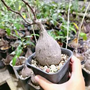 南非原种紫背萝藦块根植物圆润巧克力块茎叶背丝绒紫室内萌趣盆栽