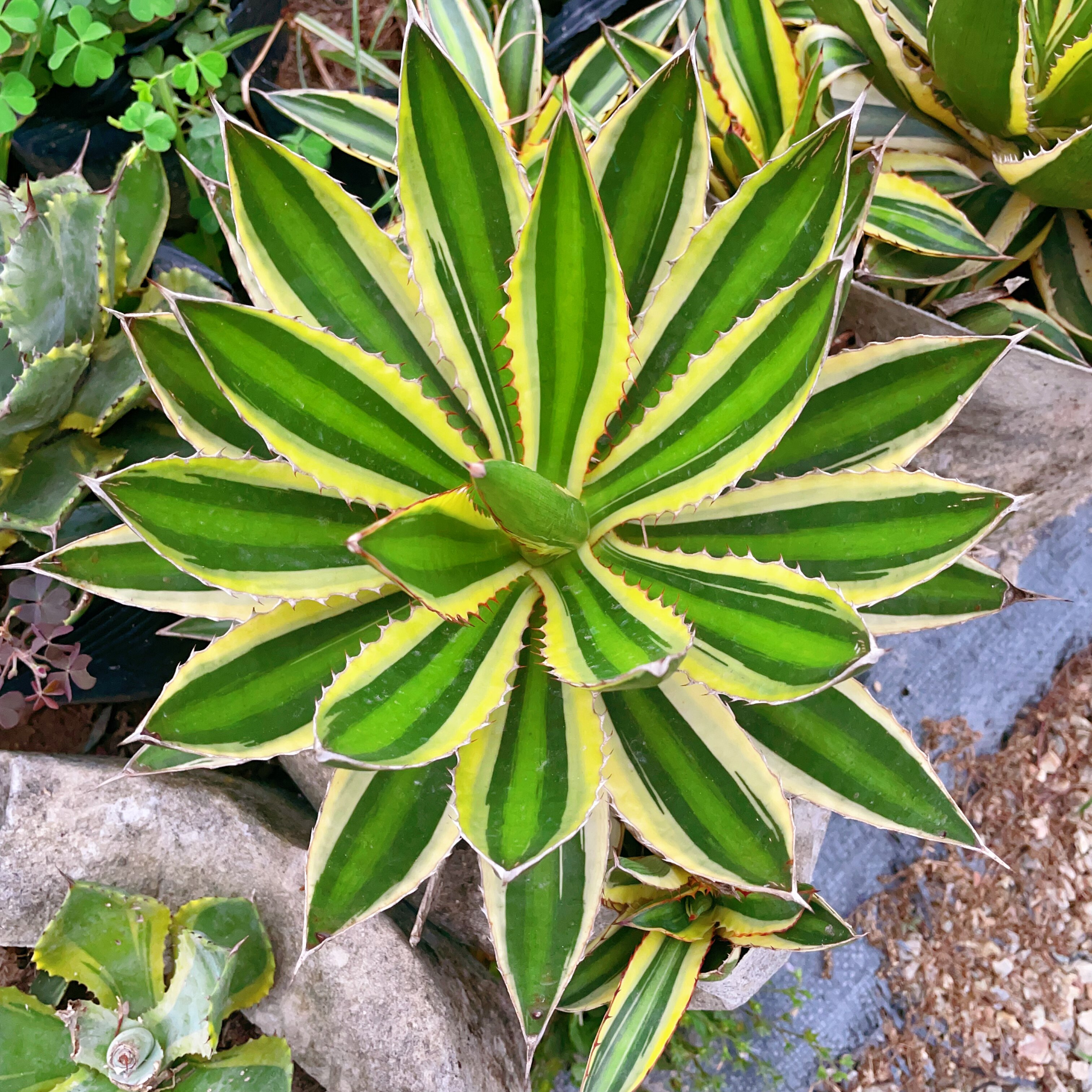 五色万代龙舌兰多肉植物室内外绿多肉植物