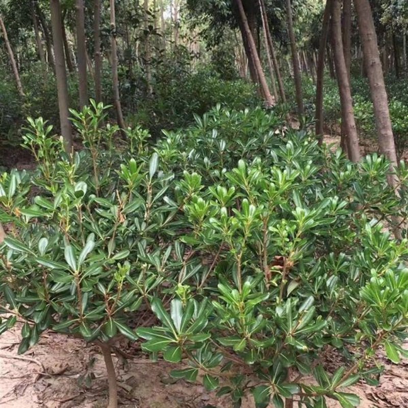 庭院绿化绿化苗木海桐树苗绿篱笆植物围墙占地苗四季常青绿化苗木