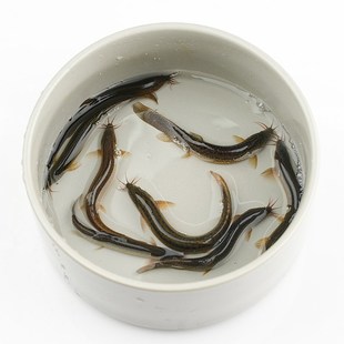 泥鳅苗观赏鱼鱼缸养鱼活鱼饵料活饵养殖青鳅筏钓淡水乌龟龙鱼饲料