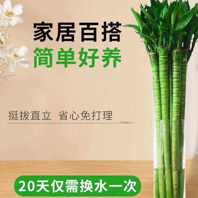 龙竹带根水养富贵竹转运竹节节高水培植物室内客厅植物文昌竹招财
