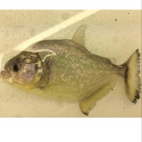 舊金山黃鉆水虎魚 S屬 淡水熱帶猛魚