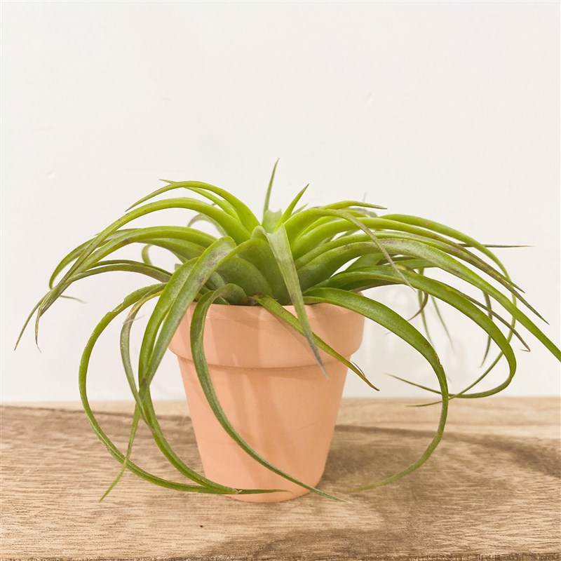 空气凤梨 绿锦 超级贝可利 无土植物办公室内净化空气盆栽绿植