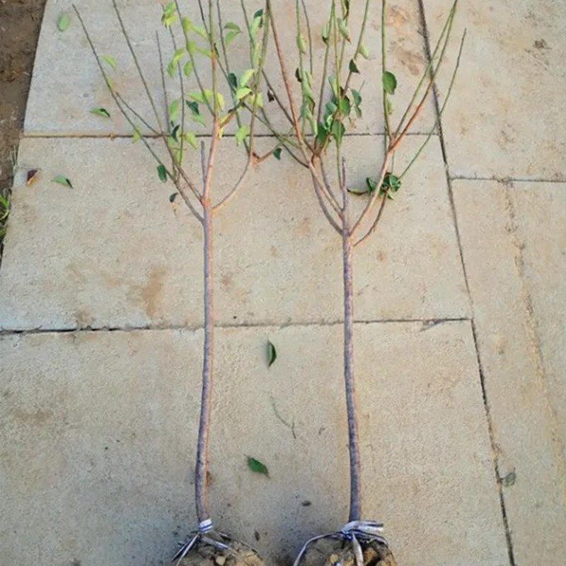 新款 红梅花树苗盆栽老桩庭院耐寒冬季开花卉植物浓香高原生杆骨