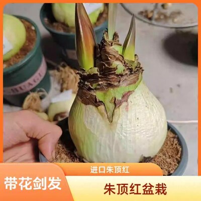 朱顶红进口重瓣种球带花苞盆栽带花剑阳台花种籽特大阿弗雷好养活