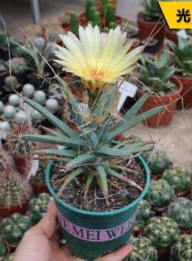 光山 实生仙人球4年老桩萝卜根四大名球开花仙人掌多肉收藏名品