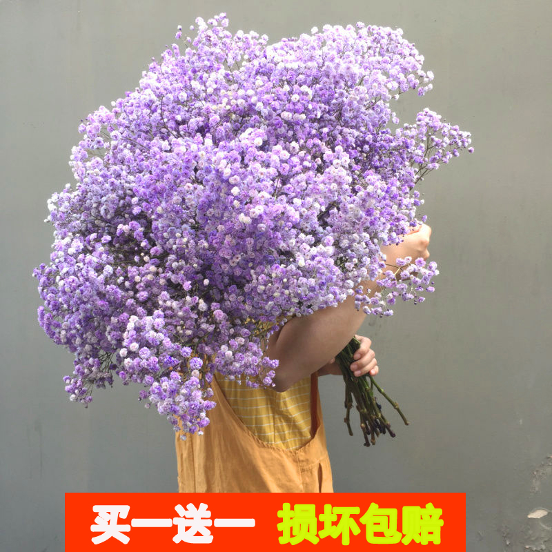 论斤称超大束满天星干花花束天然真花鲜花家用客厅装饰摆件带花瓶