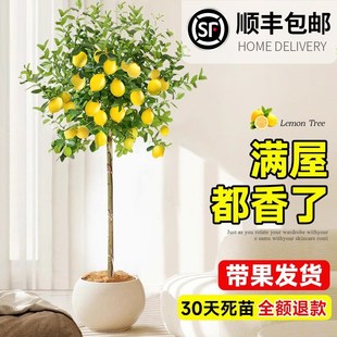 香水柠檬树盆栽客厅大型绿植室内老桩带果树苗高级感四季好养花卉