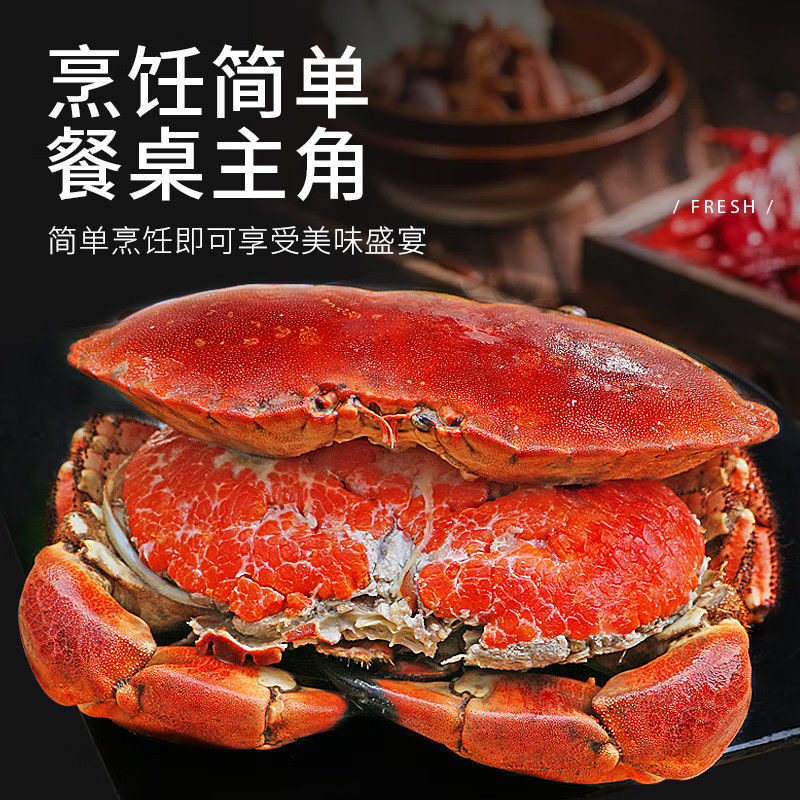 熟冻面包蟹新鲜特大鲜活熟冻珍宝蟹大螃蟹海鲜水产黄金蟹母蟹